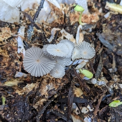 Narcissea patouillardii
