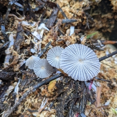 Narcissea patouillardii