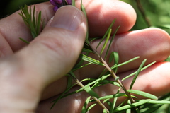 Comesperma esulifolium