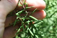 Comesperma esulifolium