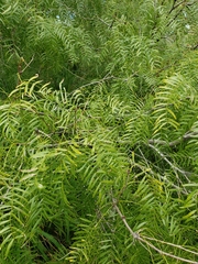 Prosopis glandulosa