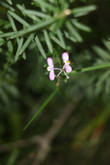 Comesperma esulifolium