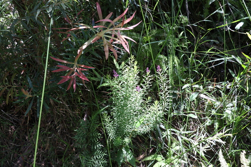Image of Comesperma esulifolium by (c) Greg Tasney, some rights reserved (CC BY-SA)