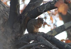 Sciurus niger