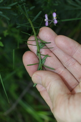 Comesperma esulifolium