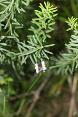 Comesperma esulifolium