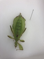Phylliidae