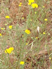 Copestylum apiciferum