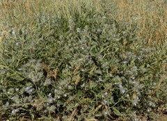 Nepeta parviflora