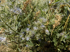 Nepeta parviflora