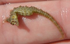 Hippocampus zosterae