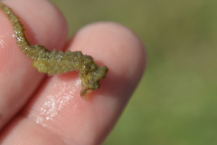 Hippocampus zosterae