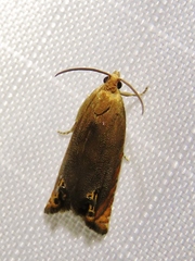 Hystrichophora taleana