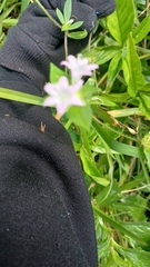 Richardia grandiflora