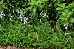 Veronica gentianoides