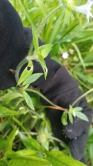 Richardia grandiflora