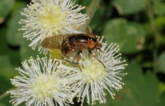 Copestylum chalybescens