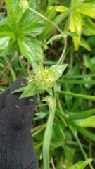 Richardia grandiflora