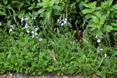 Veronica gentianoides