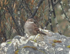 Cinclodes albidiventris