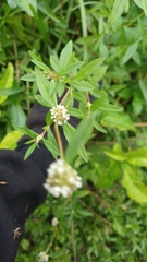 Spermacoce verticillata