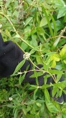 Spermacoce verticillata
