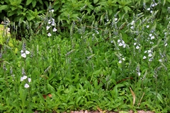 Veronica gentianoides