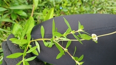 Spermacoce verticillata