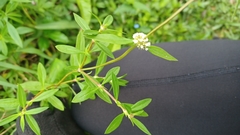 Spermacoce verticillata