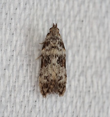 Hypatima baliodes