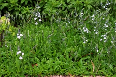 Veronica gentianoides