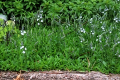 Veronica gentianoides
