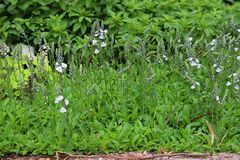 Veronica gentianoides