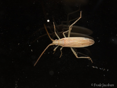 Stenodema trispinosum