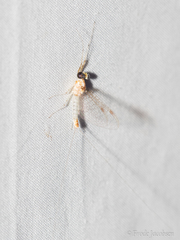 Maccaffertium modestum