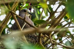 Streptopelia semitorquata