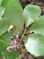 Erythroxylum havanense
