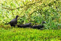 Streptopelia semitorquata