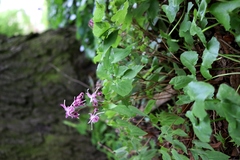 Epimedium koreanum