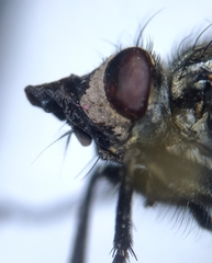 Sarcophaga variegata