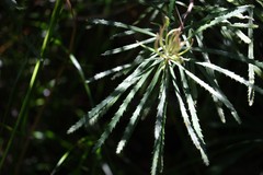 Banksia collina