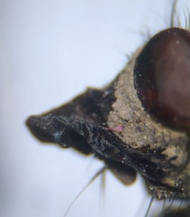 Sarcophaga variegata