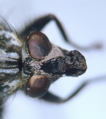 Sarcophaga variegata