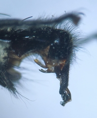 Sarcophaga variegata