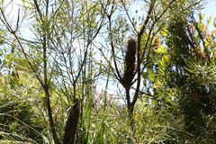Banksia collina