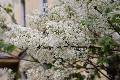Syringa reticulata