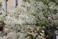 Syringa reticulata