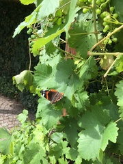 Vanessa atalanta