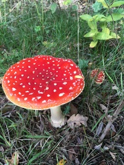 Amanita muscaria