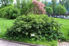 Sorbus sambucifolia